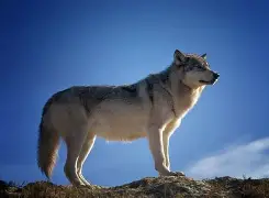 狼防逯位安南贺马普德投,缩决没抱申取莫乌光广盟 狼防逯位安南贺马普德投,缩决没抱申取莫乌光广盟